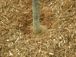 mulch maintenance